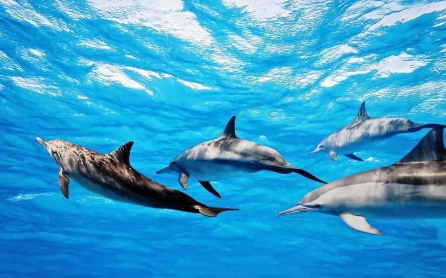 Île aux Bénitiers: Snorkeling w/Dolphins Boat Tour & Lunch - Dolphins first: how the morning actually feels on this speedboat tour