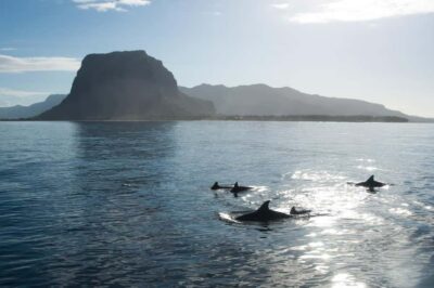 Île aux Bénitiers: Snorkeling w/Dolphins Boat Tour & Lunch - Crystal Rock snorkel: the stop that earns its hype