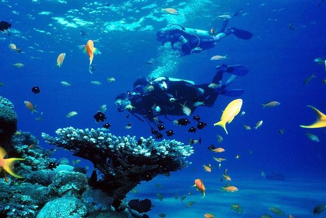 Intro Scuba Diving Beginners Full Day Boat Trip 2 Stops Diving & Lunch– Hurghada - Two Underwater Stops: Coral, Fish, and How the Day Paces