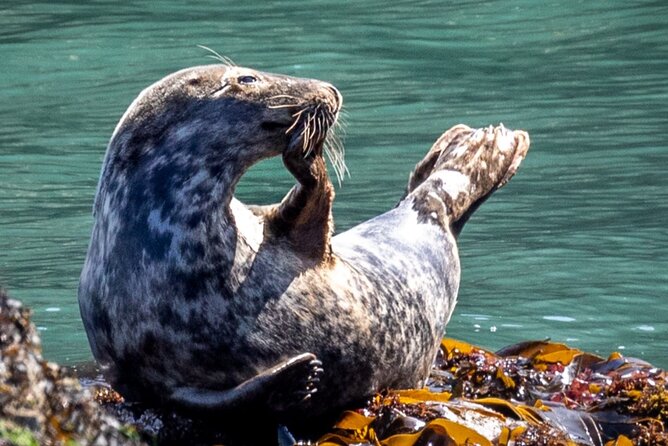 Ireland's Eye and Howth Coastal Boat Tour - The Stack and nesting birds: where your binoculars earn their keep