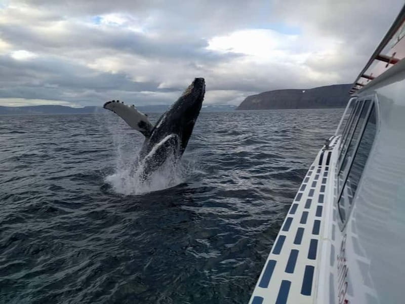 Ísafjörður: Westfjords Whale Watching Boat Tour - Key things that make this whale tour worth your time
