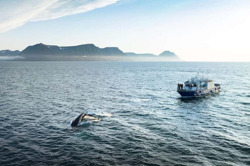 Ísafjörður: Westfjords Whale Watching Boat Tour - Where Ísafjörður fits into Westfjords whale season