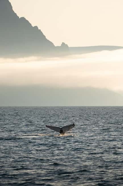 Ísafjörður: Westfjords Whale Watching Boat Tour - The core of the trip: leaving harbor and reading the fjord