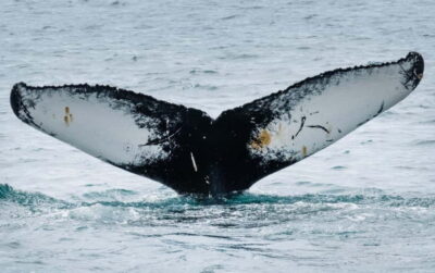 Ísafjörður: Westfjords Whale Watching Boat Tour - The boat experience: warm gear, indoor space, and the comfort details