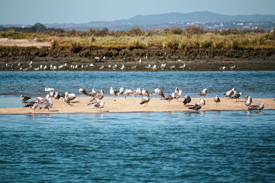 Isla Cristina/Isla Canela: Boat Trip Through the Marshes - Mussel rafts and the tasting of Huelva prawns and wine