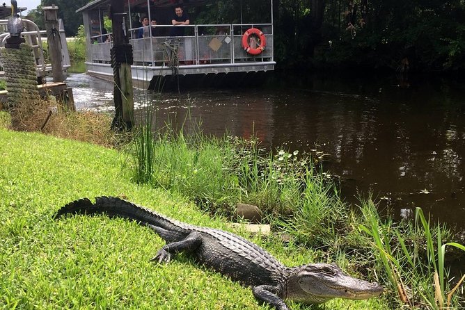 Jean Lafitte 90-Minute Swamp and Bayou Boat Tour - A short ride with real bayou vibes (and fewer logistics headaches)