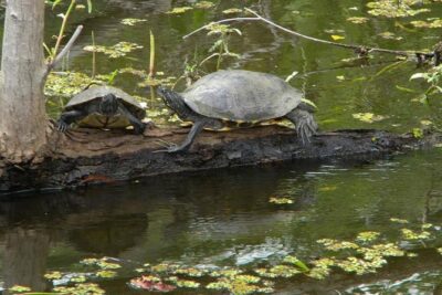 Jean Lafitte 90-Minute Swamp and Bayou Boat Tour - Getting started at 6601 Leo Kerner Pkwy (check-in that goes smoothly)