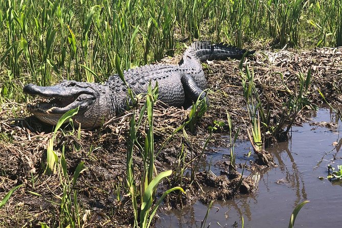 Jean Lafitte 90-Minute Swamp and Bayou Boat Tour - Food, drinks, and the 10 a.m. lunch option
