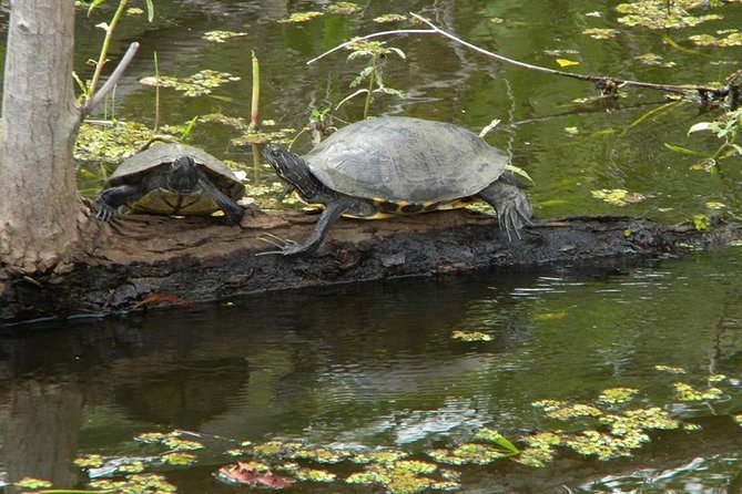 Jean Lafitte 90-Minute Swamp and Bayou Boat Tour - Getting started at 6601 Leo Kerner Pkwy (check-in that goes smoothly)