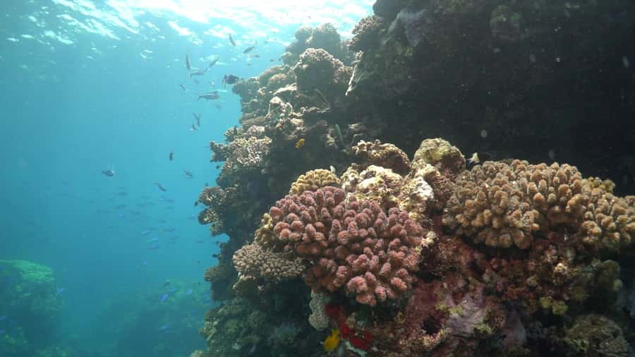 Jeddah: Bayada Leisure Boat Trip with Snorkeling - Price and value: is $99 per person worth it?