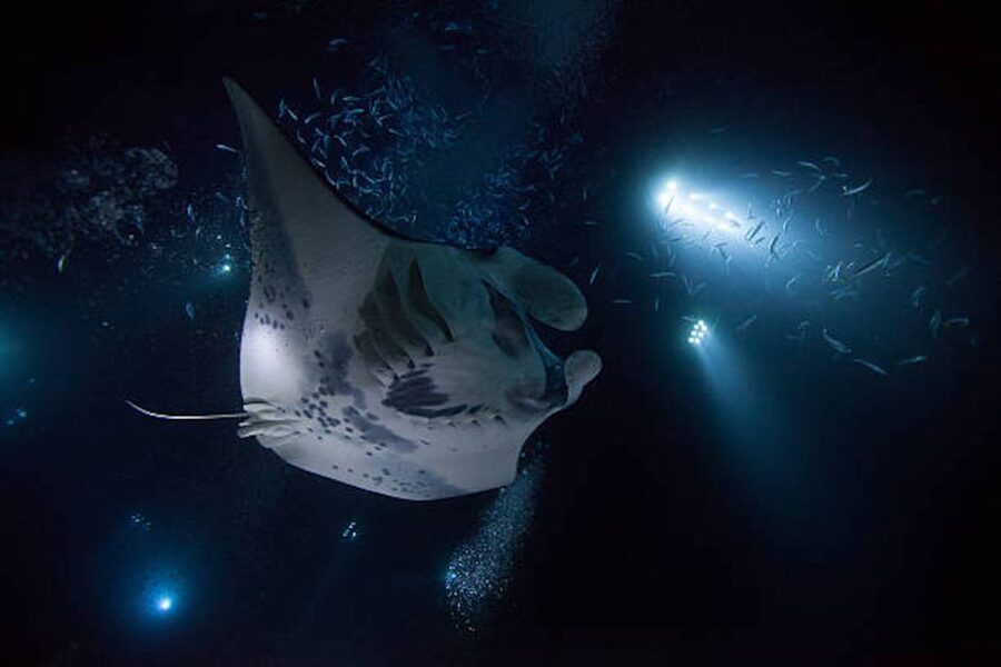Kailua-Kona: Manta Ray Watching Nighttime Boat Trip - Kailua-Kona Night Manta Rays: What You’re Signing Up For