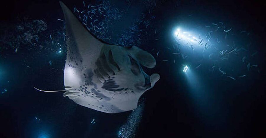 Kailua-Kona: Manta Ray Watching Nighttime Boat Trip - Boarding the Catamaran: The First Wave of the Experience