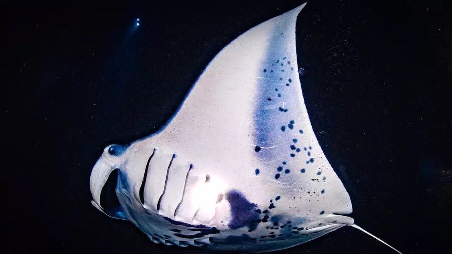 Kailua-Kona: Manta Ray Watching Nighttime Boat Trip - Meeting Honokohau Harbor: Find the Right Boat Fast