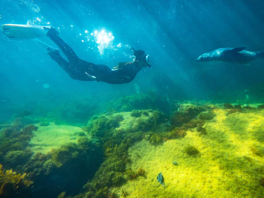 Kangaroo Island: Dolphin, Seal, and Swimming Boat Tour - Key Highlights Worth Planning For
