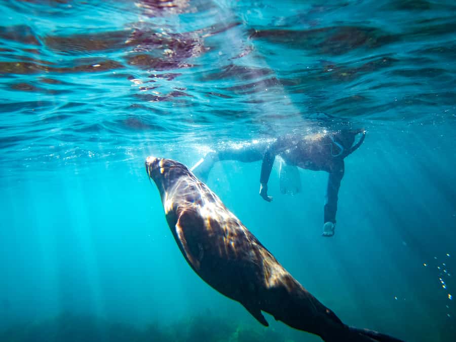 Kangaroo Island: Dolphin, Seal, and Swimming Boat Tour - The Penneshaw Info Stop: Where You Suit Up and Get Set for Real Water