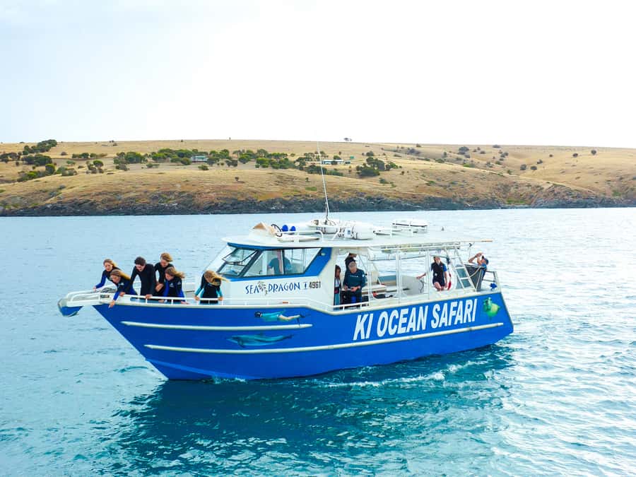 Kangaroo Island: Dolphin, Seal, and Swimming Boat Tour - Snorkelling Gear Meets 14–15°C Water: Comfort Tips That Actually Help