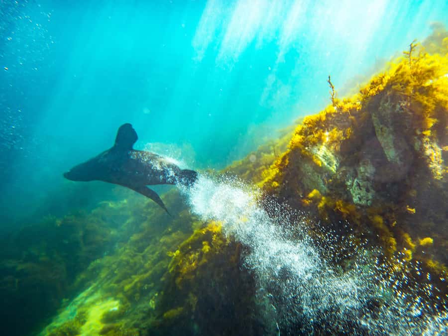 Kangaroo Island: Dolphin, Seal, and Swimming Boat Tour - Guides, Coaching, and That “You Got This” Feeling (Including Elijah and Illija)