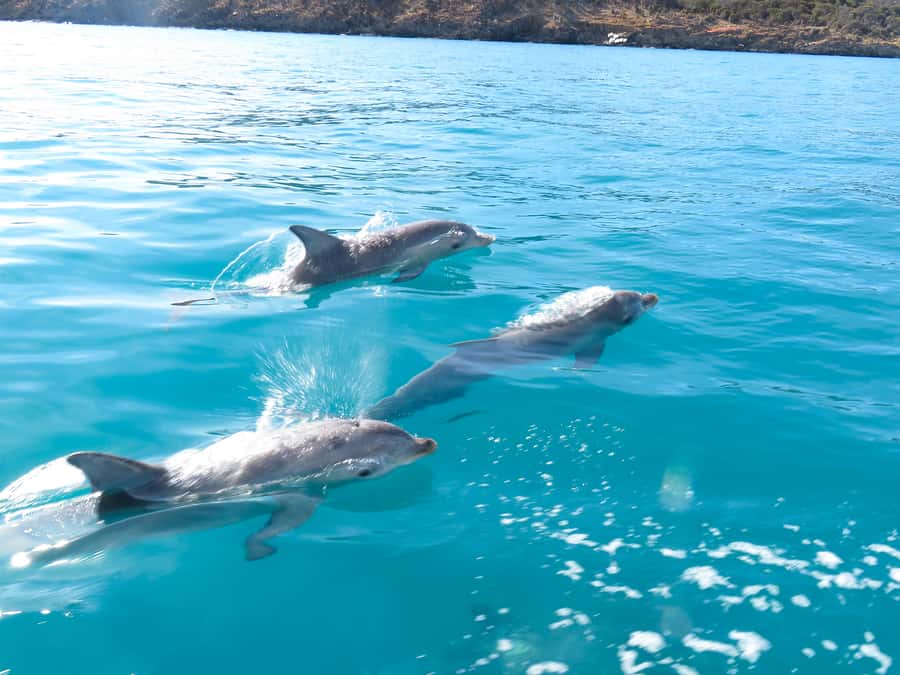 Kangaroo Island: Dolphin, Seal, and Swimming Boat Tour - Price and Value: Is $138 Worth It for Wildlife Swimming?