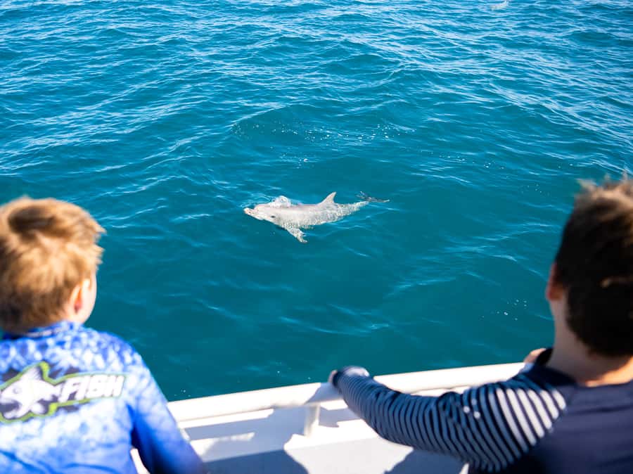 Kangaroo Island: Dolphin, Seal, and Swimming Boat Tour - Best-Fit Travelers: Who Should Book (and Who Should Sit This One Out)