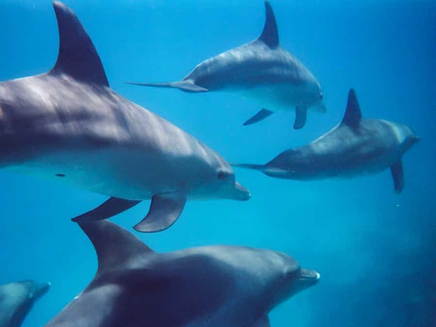 Kangaroo Island: Dolphin, Seal, and Swimming Boat Tour - 2 Hours on the Water: How the Search for Seals and Dolphins Plays Out