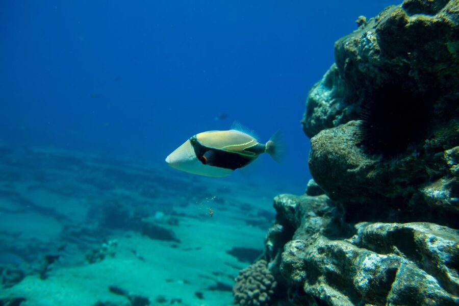 Kauai: Niihau and Na Pali Coast Full-Day Boat Tour - Wildlife Watching: What You’re Likely to See, and What You Should Not Count On