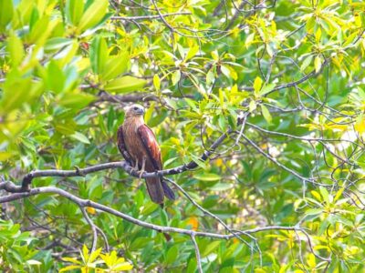 Ko Lanta: Mangrove Forest Boat Tour with Lunch or Dinner - Longtail boat basics: what 3.5 hours feels like