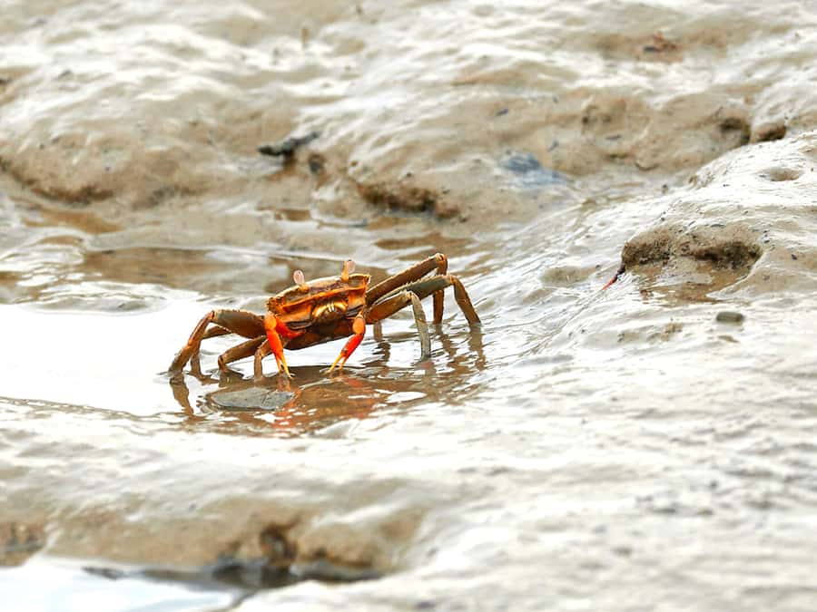 Ko Lanta: Mangrove Forest Boat Tour with Lunch or Dinner - Tides and Timing: Why Afternoon Often Brings More