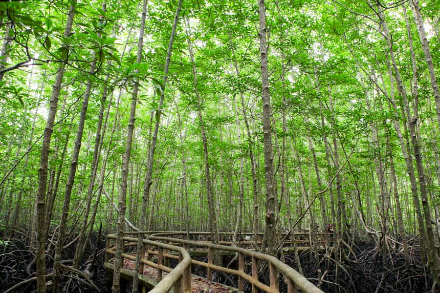 Ko Lanta: Mangrove Forest Boat Tour with Lunch or Dinner - Lunch or Dinner Included: A Simple Meal Stop That Ends the Day Right