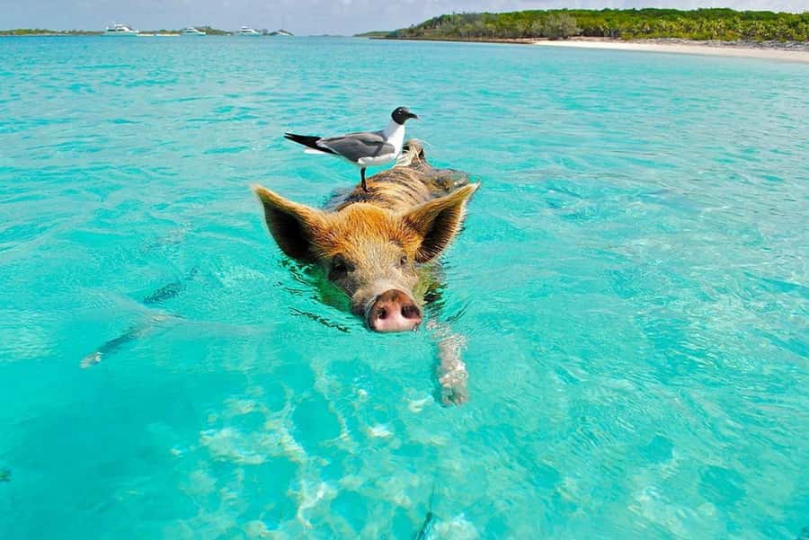 Ko Samui: Private Longtail Boat Tour to Koh Madsum & Koh Tan - Koh Taen: Turquoise Water Time Before Pig Island