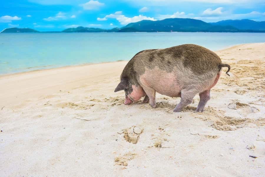 Ko Samui: Private Longtail Boat Tour to Koh Madsum & Koh Tan - Snorkeling and Coral Reefs: Where the Fish Are
