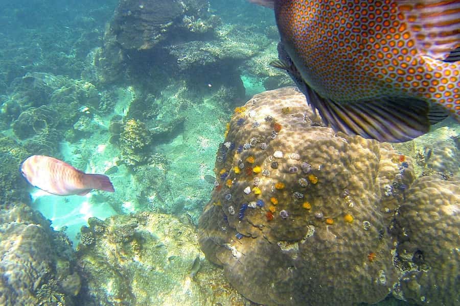 Koh Phangan: Koh Nangyuan & Koh Tao Boat Tour & Snorkeling - Japanese Garden Reef: shallow snorkeling with friendly fish