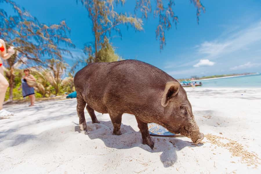 Koh Samui: Pig Island Private Longtail Boat Tour - Longtail Boat Ride Time: Quick, Fun, and Part of the Day