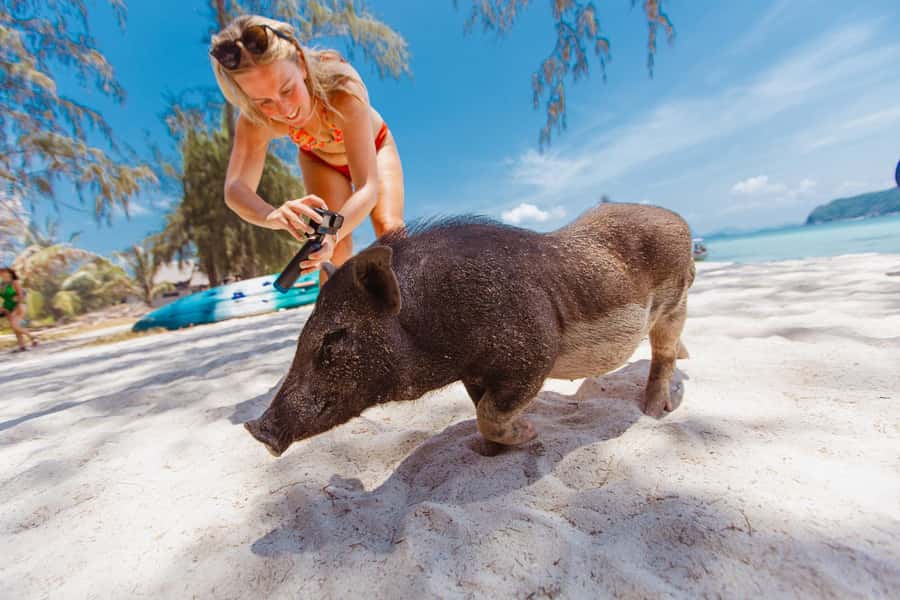 Koh Samui: Pig Island Private Longtail Boat Tour - Koh Taen Snorkeling: Clear Water and a Marine-Life Reward