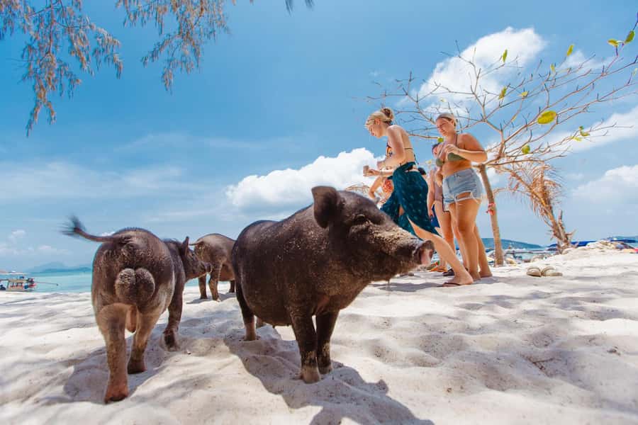 Koh Samui: Pig Island Private Longtail Boat Tour - Pig Island: Beach Shade, Friendly Pigs, and the Best Photo Moments
