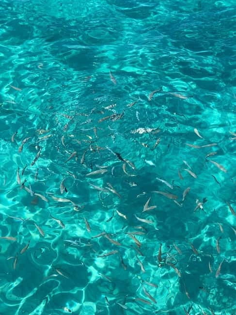Kusadasi: Aegean Sea Boat Tour with Lunch - Key points before you go