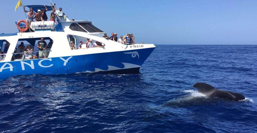 La Palma: Wildlife Viewing and Cumbre Vieja Boat Tour - Key things to know before you go