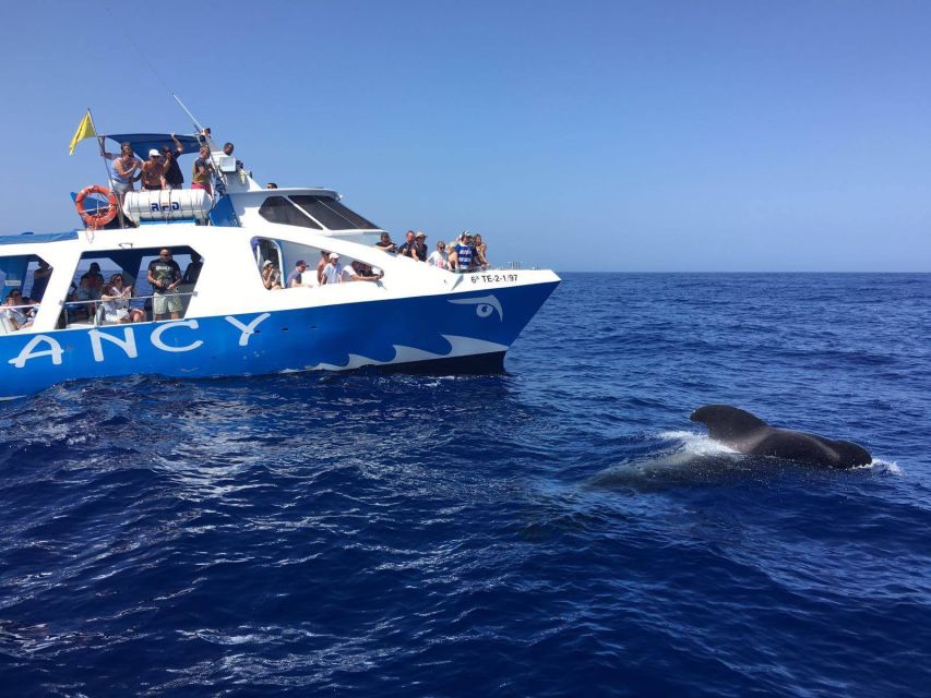 La Palma: Wildlife Viewing and Cumbre Vieja Boat Tour - Cumbre Vieja coast + open water: why this route feels right