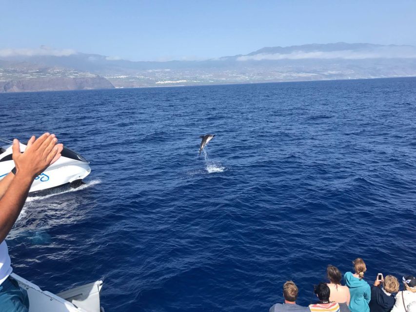 La Palma: Wildlife Viewing and Cumbre Vieja Boat Tour - “Safari to the North”: what you’re really signing up for