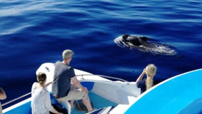 La Palma: Wildlife Viewing and Cumbre Vieja Boat Tour - Fancy II catamaran: where to sit for sun, views, and calmer vibes