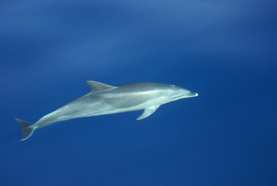 La Palma: Wildlife Viewing and Cumbre Vieja Boat Tour - Should you book this La Palma wildlife boat tour?