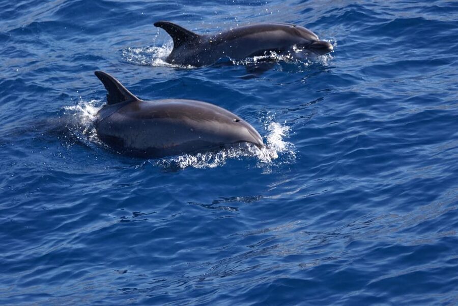 La Palma: Wildlife Viewing and Cumbre Vieja Boat Tour - FAQ