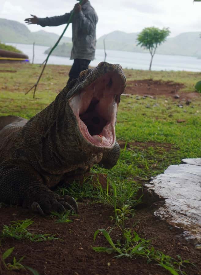 Labuan Bajo: 2D1N Komodo & Pink Beach Shared Boat Tour - Kalong Island at sunset: flying fox viewing without the rush