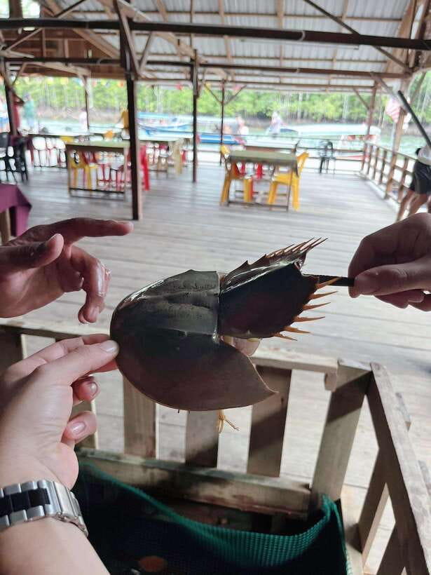 Langkawi: Half-Day Private Kilim River Mangrove Boat Tour - Gua Kelawar (Bat Cave drop): quick stop, small extra fee