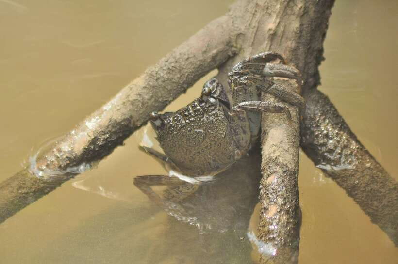 Langkawi: Kilim Mangrove Boat Tour with Lunch and Pickup - Price and value: why $47 can feel fair here