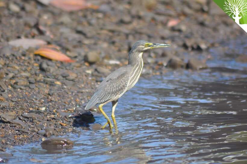 Langkawi: Kilim Mangrove Boat Tour with Lunch and Pickup - Boat cruise through mangroves: tides, wildlife, and where your eyes should go