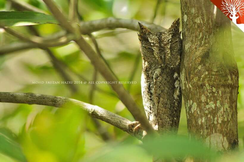 Langkawi: Kilim Mangrove Boat Tour with Lunch and Pickup - What you learn about mangroves: the real value of the guide