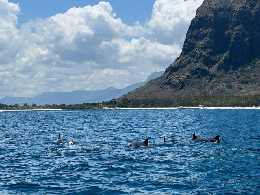 Le Morne: Private Boat Tour Dolphin-Watching & swimming - Meeting at Emba filao: where your boat day starts