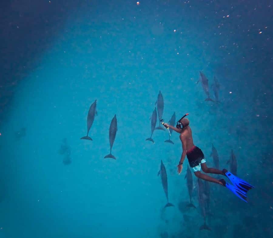 Le Morne: Private Boat Tour Dolphin-Watching & swimming - Watching dolphins the calm way: the value of distance