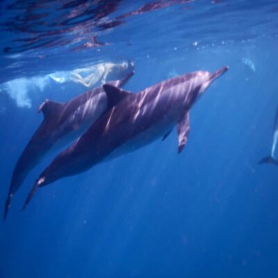 Le Morne: Private Boat Tour Dolphin-Watching & swimming - How the dolphin search works (and why private helps)