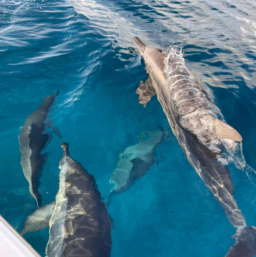 Le Morne: Private Boat Tour Dolphin-Watching & swimming - Le Morne from the sea: views and wildlife extras